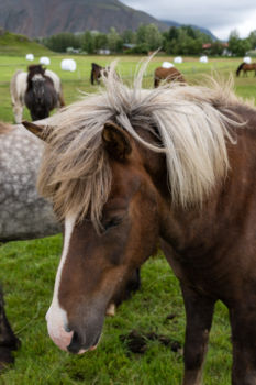 Islandský koník